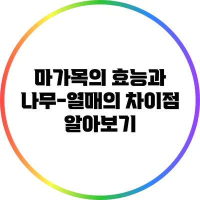 마가목의 효능과 나무-열매의 차이점 알아보기