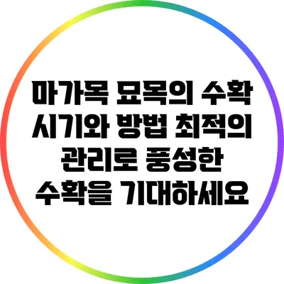 마가목 묘목의 수확 시기와 방법: 최적의 관리로 풍성한 수확을 기대하세요