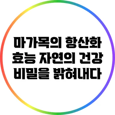 마가목의 항산화 효능: 자연의 건강 비밀을 밝혀내다